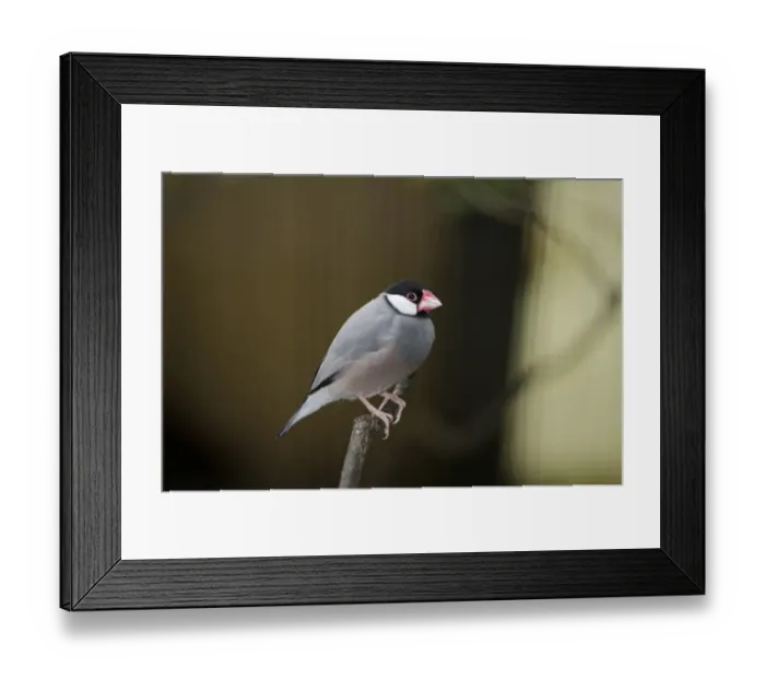 Framed Print : Java Sparrow (Padda oryzivora) in captivity Framed Print : Java Sparrow (Padda oryzivora) in captivity