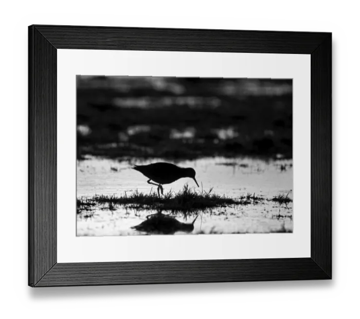 Framed Print : Redshank feeding at dusk Holkham Norfolk winter Framed Print : Redshank feeding at dusk Holkham Norfolk winter