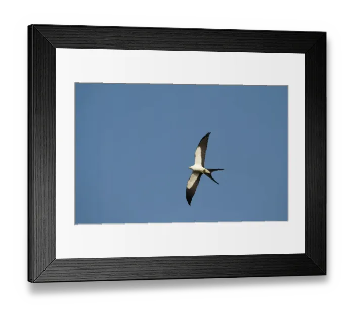Framed Print : Snipe Gallinago gallinago in drumming display (note two outer tail feathers that Framed Print : Snipe Gallinago gallinago in drumming display (note two outer tail feathers that