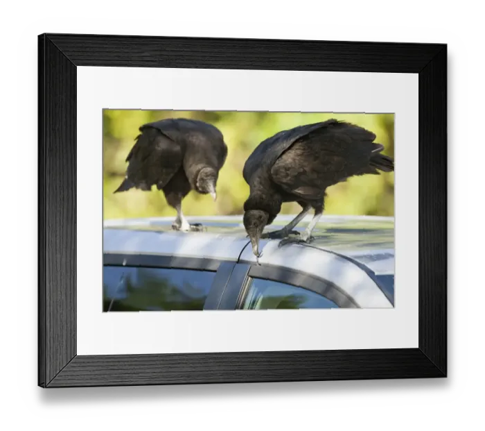 Framed Print : American Black Vulture Coragyps atratus pulling at rubber window seal on parked car Framed Print : American Black Vulture Coragyps atratus pulling at rubber window seal on parked car