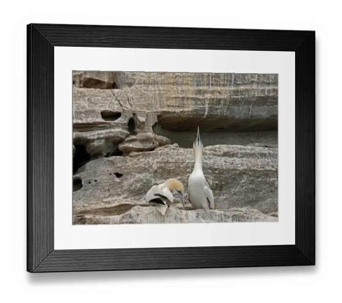 Framed Print : Morus bassanus northern gannet gannet sky pointing Framed Print : Morus bassanus northern gannet gannet sky pointing
