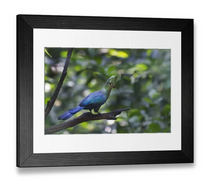 Framed Print : Livingstones Turaco (Tauraco livingstonii) found from East down to South Africa