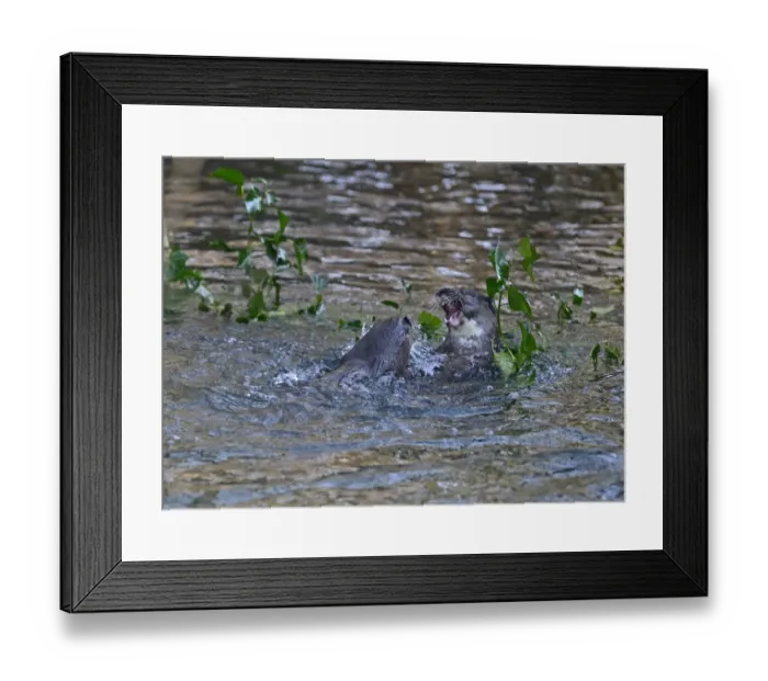 Framed Print : Otters Lutra lutra well grown cubs play fighting on River Thet Thetford Norfolk Framed Print : Otters Lutra lutra well grown cubs play fighting on River Thet Thetford Norfolk