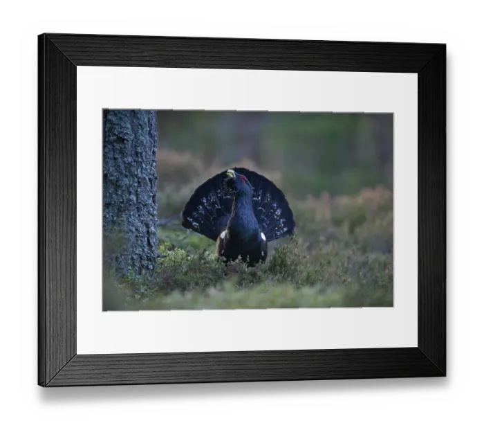 Framed Print : Capercailie Tetrao urogallus rogue male displaying Highlands Scotland February Framed Print : Capercailie Tetrao urogallus rogue male displaying Highlands Scotland February