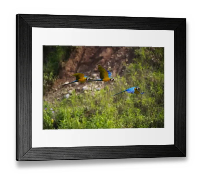 Framed Print : Blue and Yellow Macaw Ara ararauna Tambopata Amazon Peru Framed Print : Blue and Yellow Macaw Ara ararauna Tambopata Amazon Peru