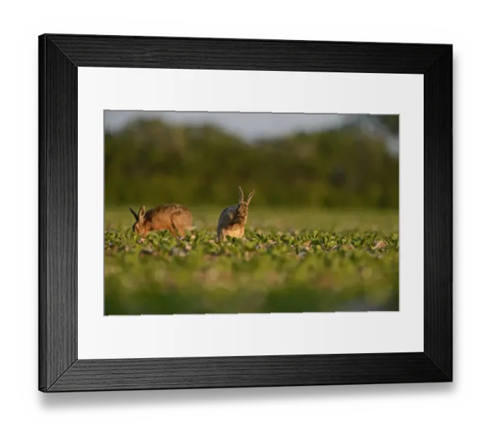 Framed Print : Brown (European) Hare Lepus europaeus Norfolk Framed Print : Brown (European) Hare Lepus europaeus Norfolk