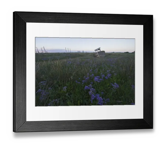 Framed Print : Sea Lavender Limonium vulgare growing on saltmarsh at Thornham Norfolk summer Framed Print : Sea Lavender Limonium vulgare growing on saltmarsh at Thornham Norfolk summer