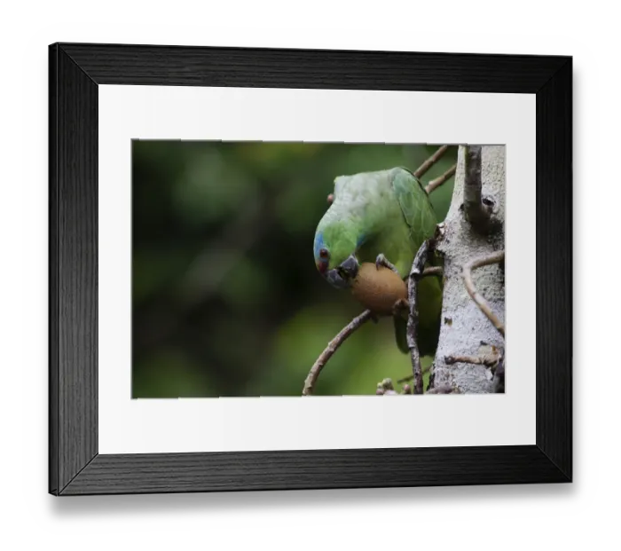 Framed Print : Festive Parrot Amazona festiva Iquitos Amazon Peru
