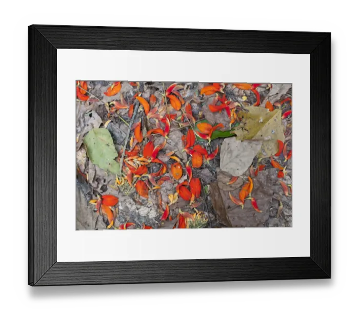 Framed Print : Asisi tree petals Tambopata Peruvian Amazon Framed Print : Asisi tree petals Tambopata Peruvian Amazon