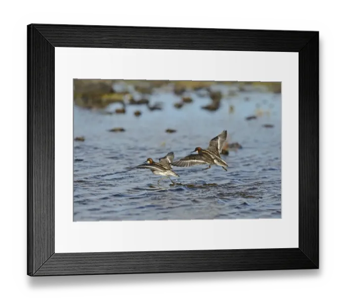 Framed Print : Red-necked Phalarope Phalaropus lobatus pair Shetland UK June Framed Print : Red-necked Phalarope Phalaropus lobatus pair Shetland UK June