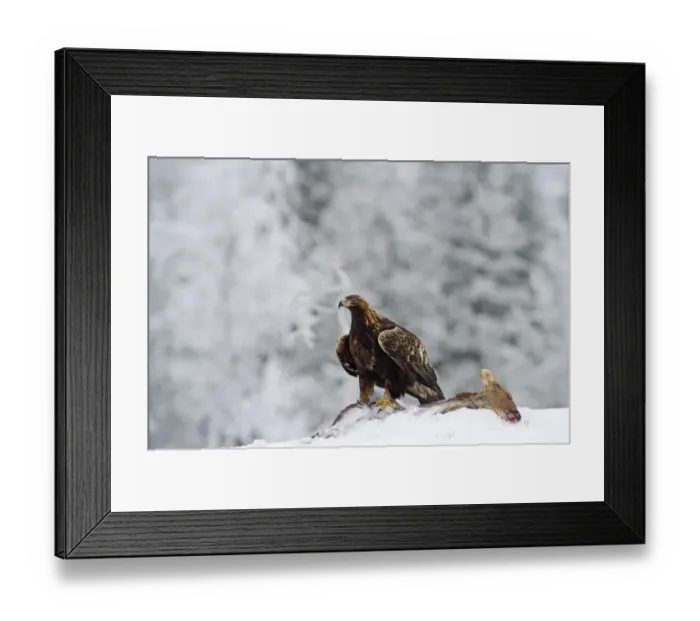 Framed Print : Golden Eagle Aquila chrysaetos Finland winter Framed Print : Golden Eagle Aquila chrysaetos Finland winter