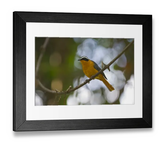Framed Print : White-browed Robin Chat Cossypha heuglini Masai Mara Kenya East Africa Framed Print : White-browed Robin Chat Cossypha heuglini Masai Mara Kenya East Africa