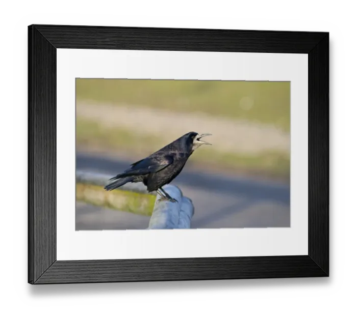 Framed Print : Rook Corvus frugilegus Norfolk spring Framed Print : Rook Corvus frugilegus Norfolk spring