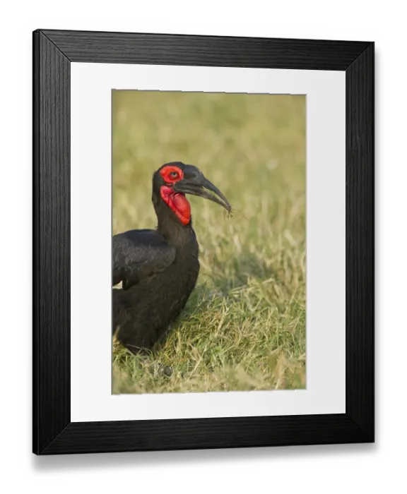 Framed Print : Southern Ground Hornbill Bucorvus leadbeateri Masai Mara Kenya Framed Print : Southern Ground Hornbill Bucorvus leadbeateri Masai Mara Kenya
