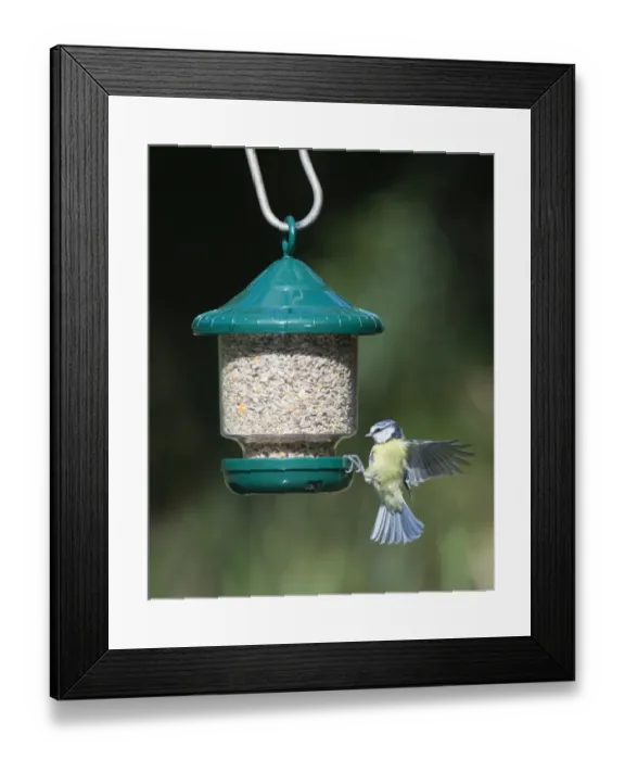 Framed Print : 005647
