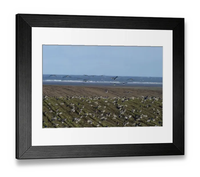 Framed Print : Pink-footed Geese Anser brachyrynchus on cut sugar beet field North Norfolk winter Framed Print : Pink-footed Geese Anser brachyrynchus on cut sugar beet field North Norfolk winter