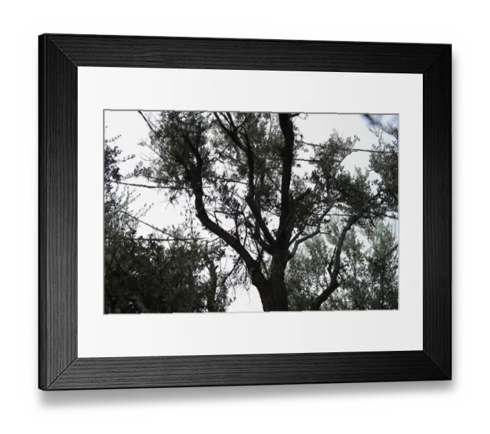Framed Print : Limesticks illegally set in an olive tree to trap migratory birds for ambelopoulia