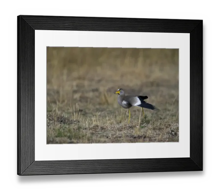 Framed Print : African Wattled Lapwng Vanellus senegallus Masai Mara Kenya Framed Print : African Wattled Lapwng Vanellus senegallus Masai Mara Kenya