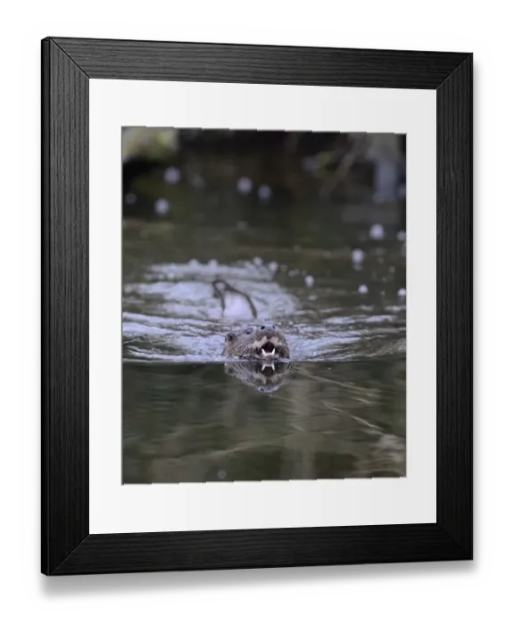 Framed Print : Otter Lutra lutra on River Thet Norfolk Framed Print : Otter Lutra lutra on River Thet Norfolk