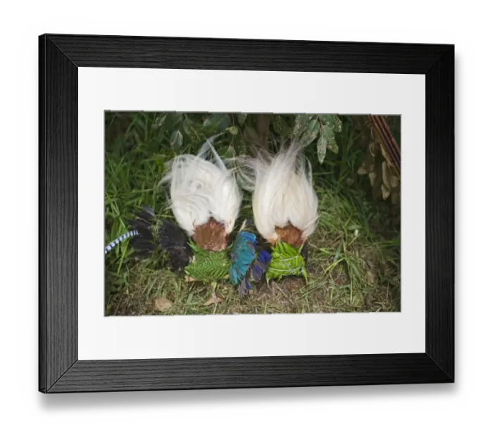 Framed Print : Lesser Bird of Paradise plumes for head dress at Paiya Show Western Highlands Papua Framed Print : Lesser Bird of Paradise plumes for head dress at Paiya Show Western Highlands Papua