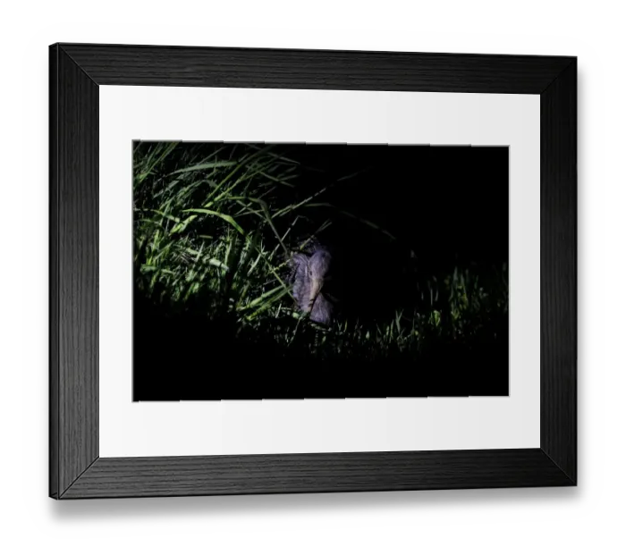 Framed Print : Northern Brown Kiwi, Apteryx mantelli Kerikeri North Island New Zealand Framed Print : Northern Brown Kiwi, Apteryx mantelli Kerikeri North Island New Zealand