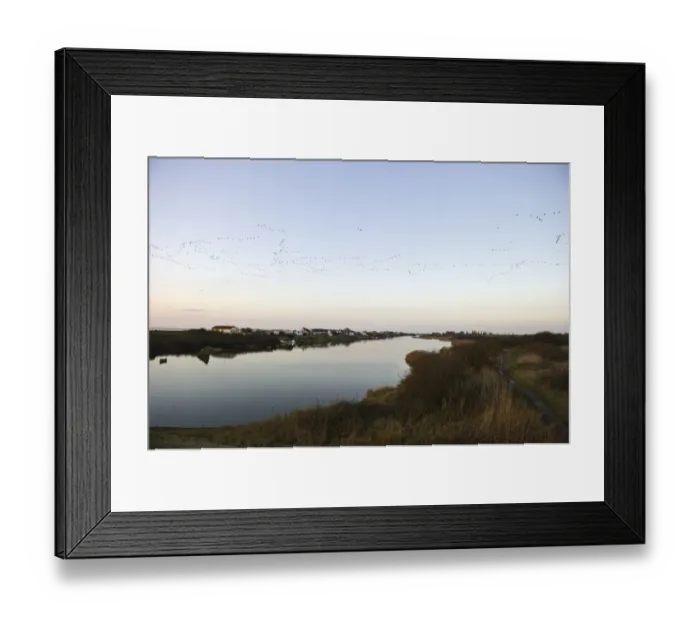 Framed Print : Pink-footed Geese Anser brachyrynchus arriving at dusk to night time roost out on Framed Print : Pink-footed Geese Anser brachyrynchus arriving at dusk to night time roost out on