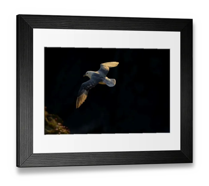 Framed Print : northern fulmar fulmar fulmarus glacialis flight Framed Print : northern fulmar fulmar fulmarus glacialis flight