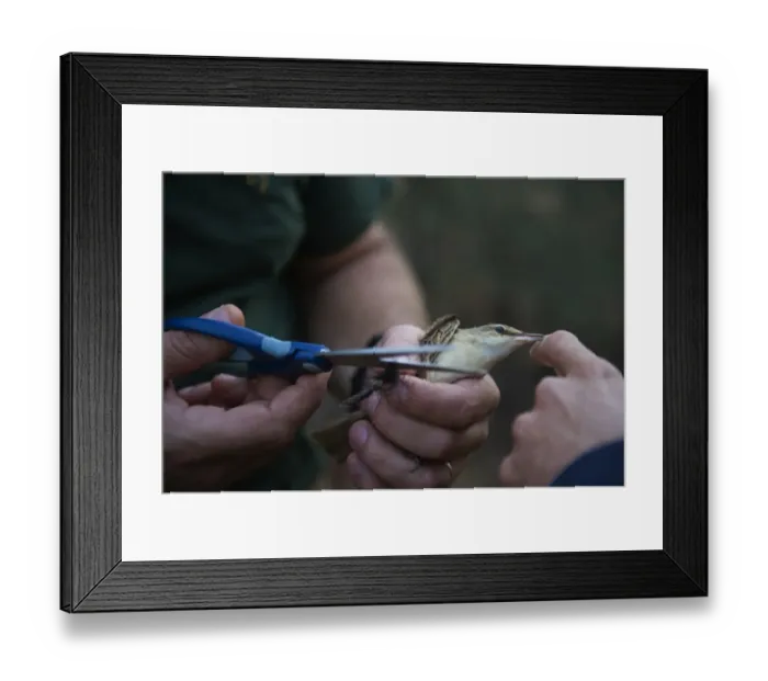 Framed Print : A Great Reed Warbler is cut free from an illegally erected mist net in olive grove Cyprus autumn Framed Print : A Great Reed Warbler is cut free from an illegally erected mist net in olive grove Cyprus autumn