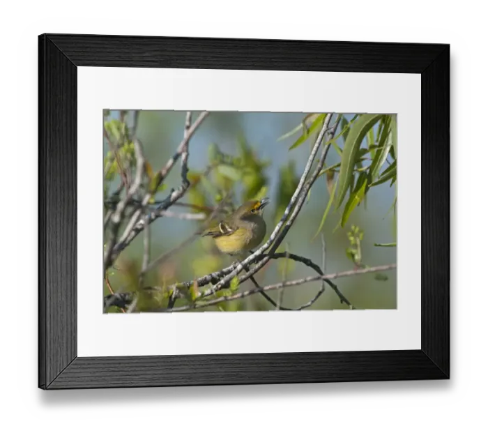 Framed Print : White-eyed Vireo Vireo griseus Florida Everglades Framed Print : White-eyed Vireo Vireo griseus Florida Everglades