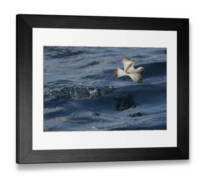 Framed Print : Fairy prion (Pachyptila turtur) feeding over Kaikoura canyon off South Island New Zealand