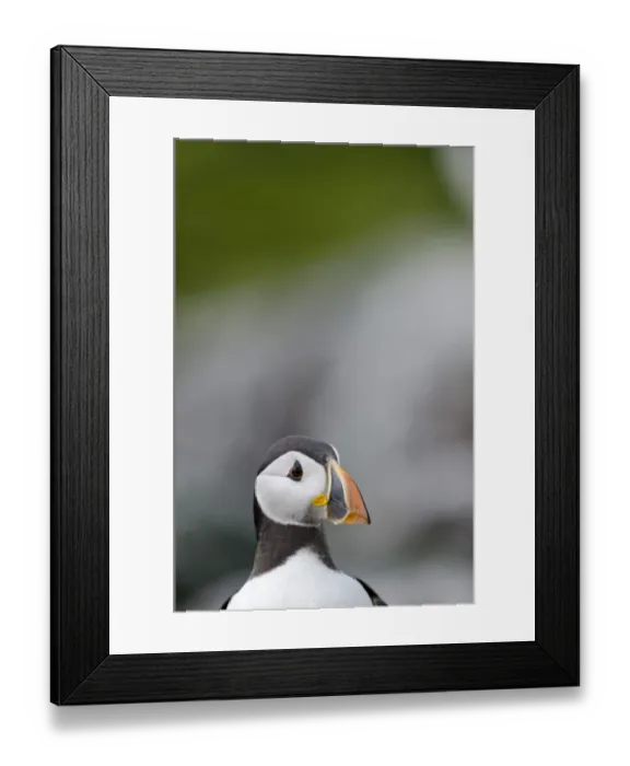 Framed Print : Puffin Fratercula arctica Farne Islands Northumberland July Framed Print : Puffin Fratercula arctica Farne Islands Northumberland July