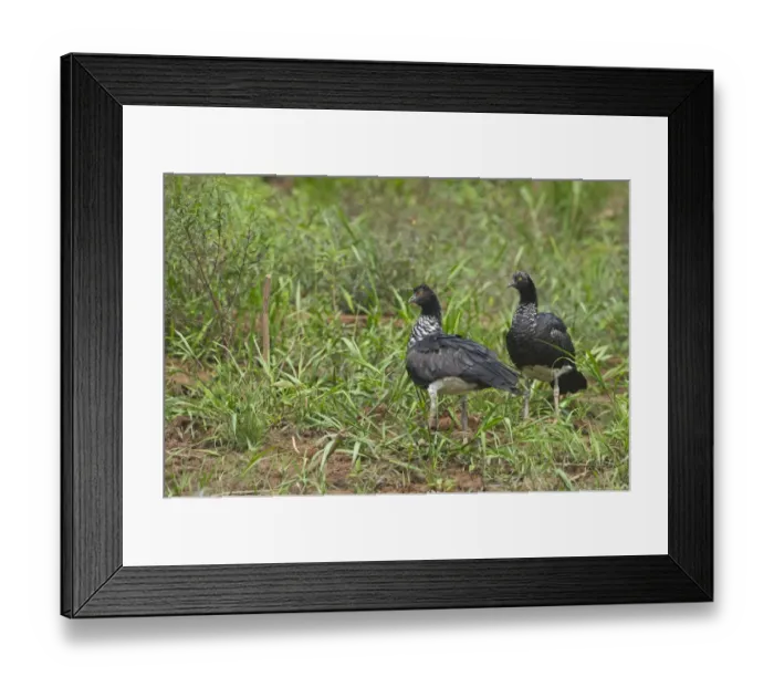 Framed Print : Horned Screamer Anhima cornuta pair Tambopata Peruvian Amazon Framed Print : Horned Screamer Anhima cornuta pair Tambopata Peruvian Amazon