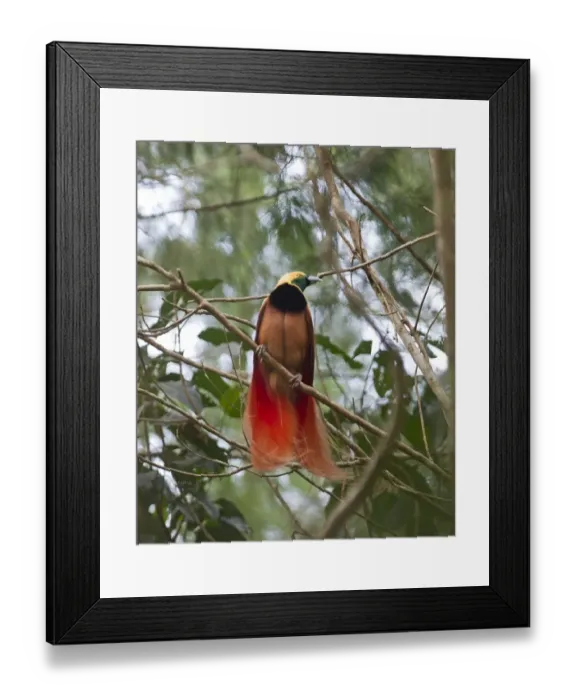 Framed Print : Raggiana Bird of Paradise Paradisaea raggiana male at lek in Varirata NP Papua New Framed Print : Raggiana Bird of Paradise Paradisaea raggiana male at lek in Varirata NP Papua New