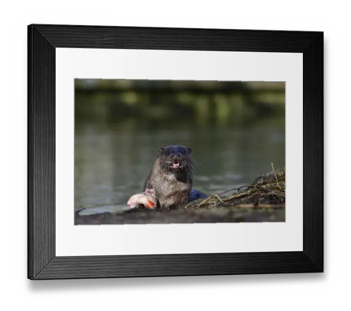 Framed Print : European Otter Lutra lutra with a large fish (Roach) on River Thet at Thetford Norfolk Framed Print : European Otter Lutra lutra with a large fish (Roach) on River Thet at Thetford Norfolk