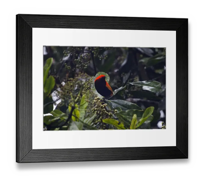 Framed Print : Crested Satinbird formerly known as Crested Bird of Paradise Cnemophilus macgregorii Framed Print : Crested Satinbird formerly known as Crested Bird of Paradise Cnemophilus macgregorii