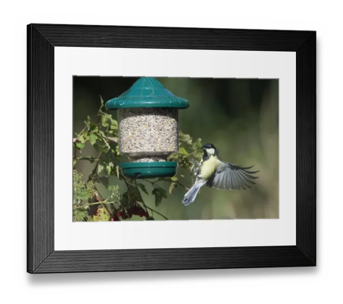 Framed Print : 005646 Framed Print : 005646