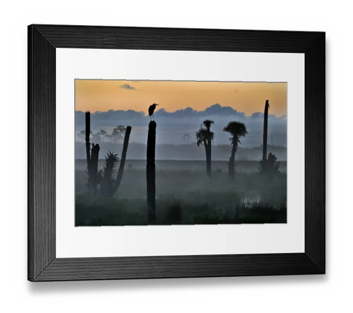 Framed Print : Great Blue Heron Ardea herodias silhouetted at dawn at Viera Wetlands Florida USA Framed Print : Great Blue Heron Ardea herodias silhouetted at dawn at Viera Wetlands Florida USA