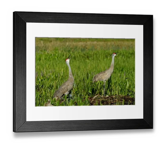 Framed Print : 009008 Framed Print : 009008