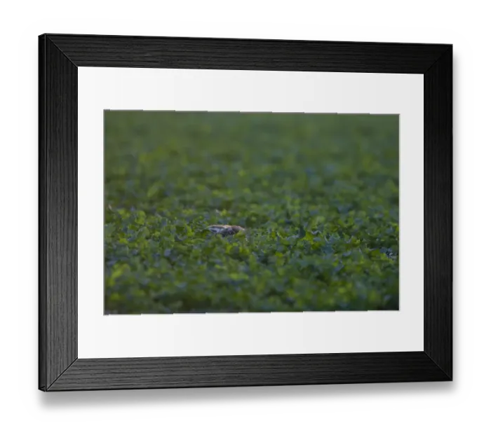 Framed Print : Brown Hare Lepus europaeus Norfolk spring Framed Print : Brown Hare Lepus europaeus Norfolk spring