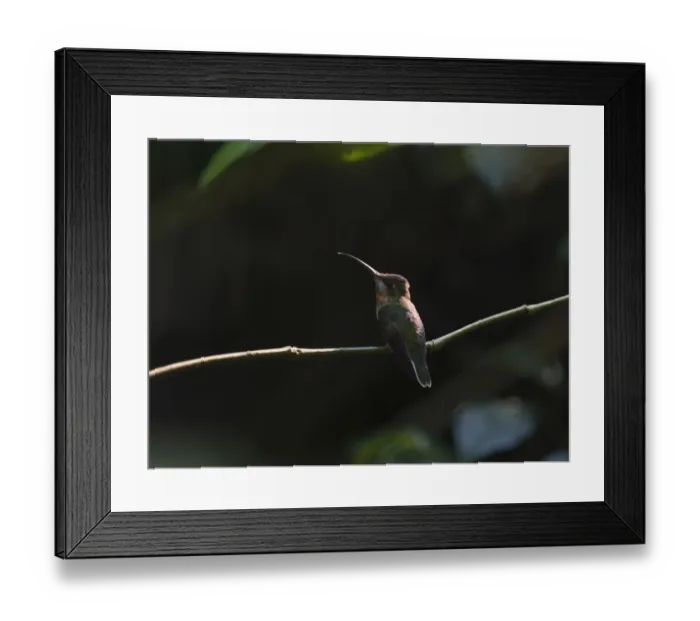 Framed Print : Pale-tailed Barb-throat Threnetes leucurus Tambopata Peruvian Amazon Framed Print : Pale-tailed Barb-throat Threnetes leucurus Tambopata Peruvian Amazon