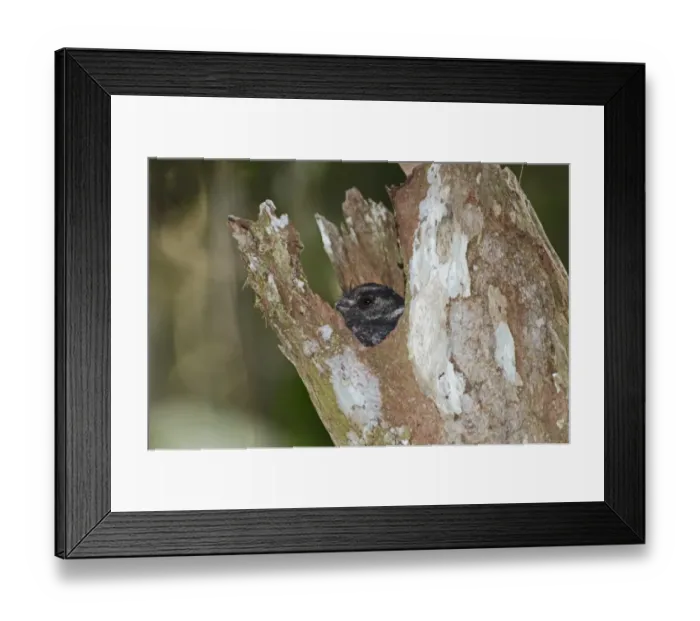 Framed Print : Barred Owlet-Nightjar Aegotheles bennettii poking head out of roost tree Varirata Framed Print : Barred Owlet-Nightjar Aegotheles bennettii poking head out of roost tree Varirata
