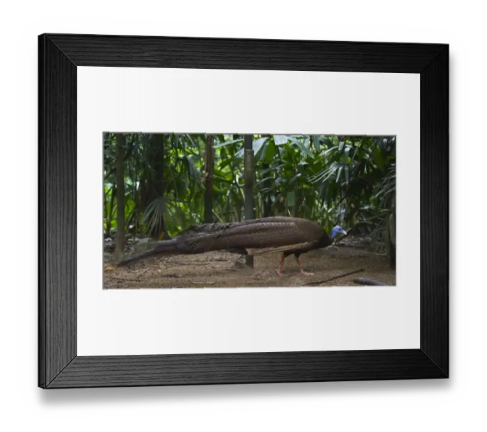 Framed Print : Great Argus, Argusianus argus Asian Pheasant male Captive Framed Print : Great Argus, Argusianus argus Asian Pheasant male Captive