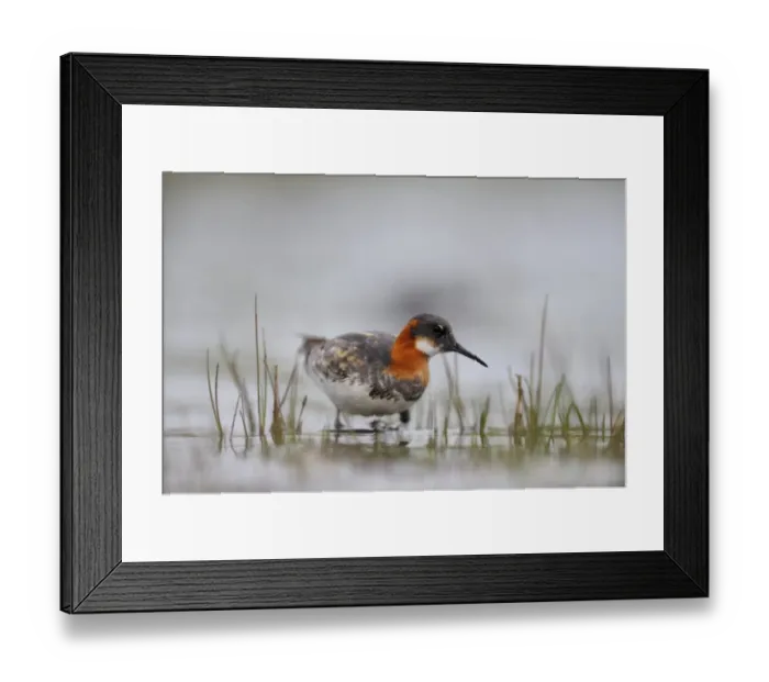 Framed Print : Red-necked Phalarope Phalaropus lobatus female on Loch Funzie Fetlar Shetland June Framed Print : Red-necked Phalarope Phalaropus lobatus female on Loch Funzie Fetlar Shetland June