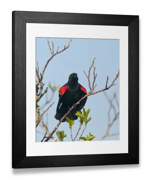 Framed Print : Red-winged Blackbird Agelaius phoeniceus singing at dawn Florida Everglades USA Framed Print : Red-winged Blackbird Agelaius phoeniceus singing at dawn Florida Everglades USA