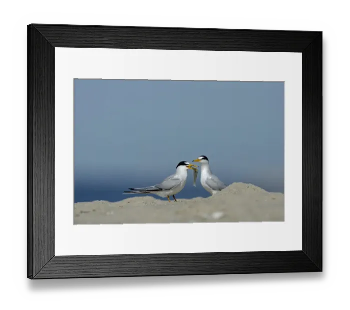 Framed Print : Least Terns Cape May New Jersey USA spring Framed Print : Least Terns Cape May New Jersey USA spring