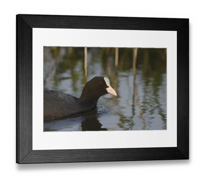 Framed Print : Coot Fulica atra Norfolk spring Framed Print : Coot Fulica atra Norfolk spring
