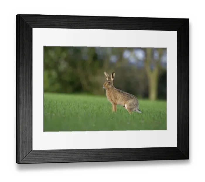 Framed Print : Brown Hare Leus europaeus Norfolk spring Framed Print : Brown Hare Leus europaeus Norfolk spring