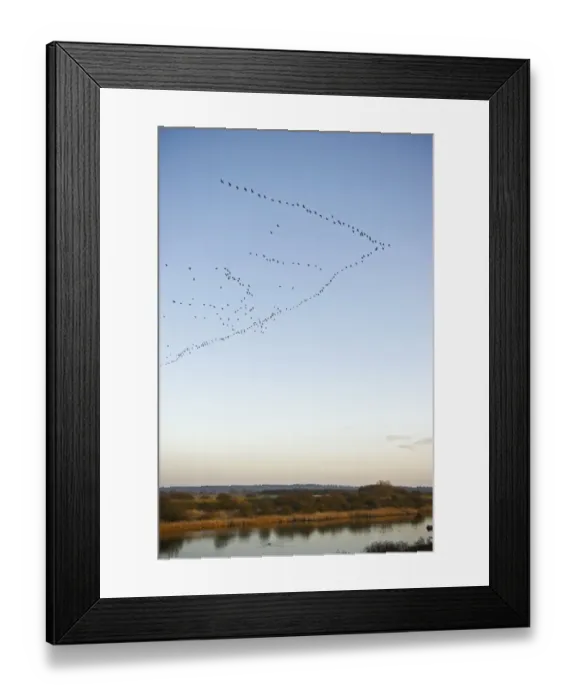 Framed Print : Pink-footed Geese Anser brachyrynchus arriving at dusk to night time roost out on Framed Print : Pink-footed Geese Anser brachyrynchus arriving at dusk to night time roost out on