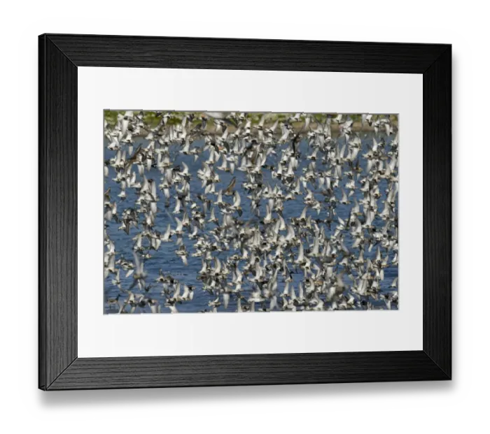 Framed Print : norfolk wader waders flock group flight fly flying Framed Print : norfolk wader waders flock group flight fly flying