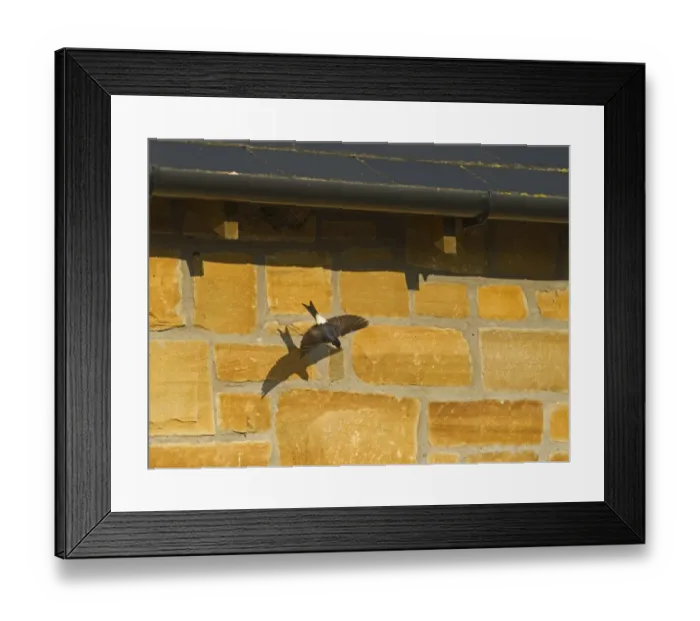 Framed Print : House Martin Delichon urbicum leaving nest under eaves of house Northumberland UK Framed Print : House Martin Delichon urbicum leaving nest under eaves of house Northumberland UK